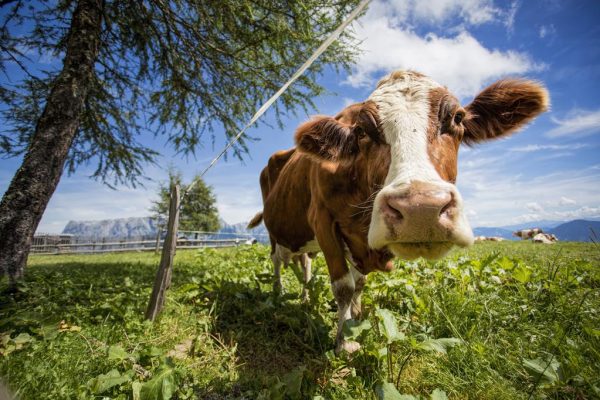 7 daagse fietsreis Drau en Karintische meren